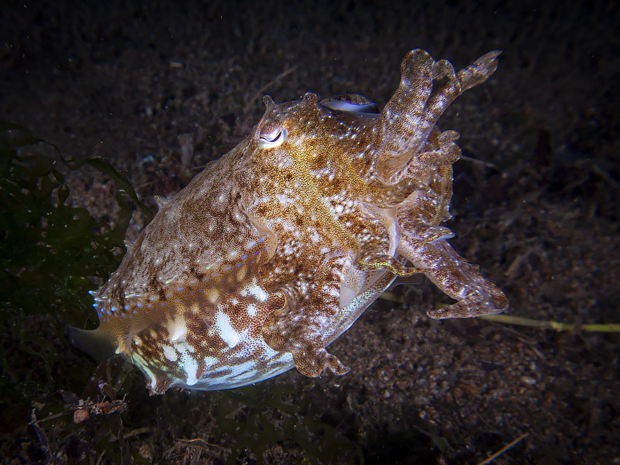 Ascarosepion latimanus